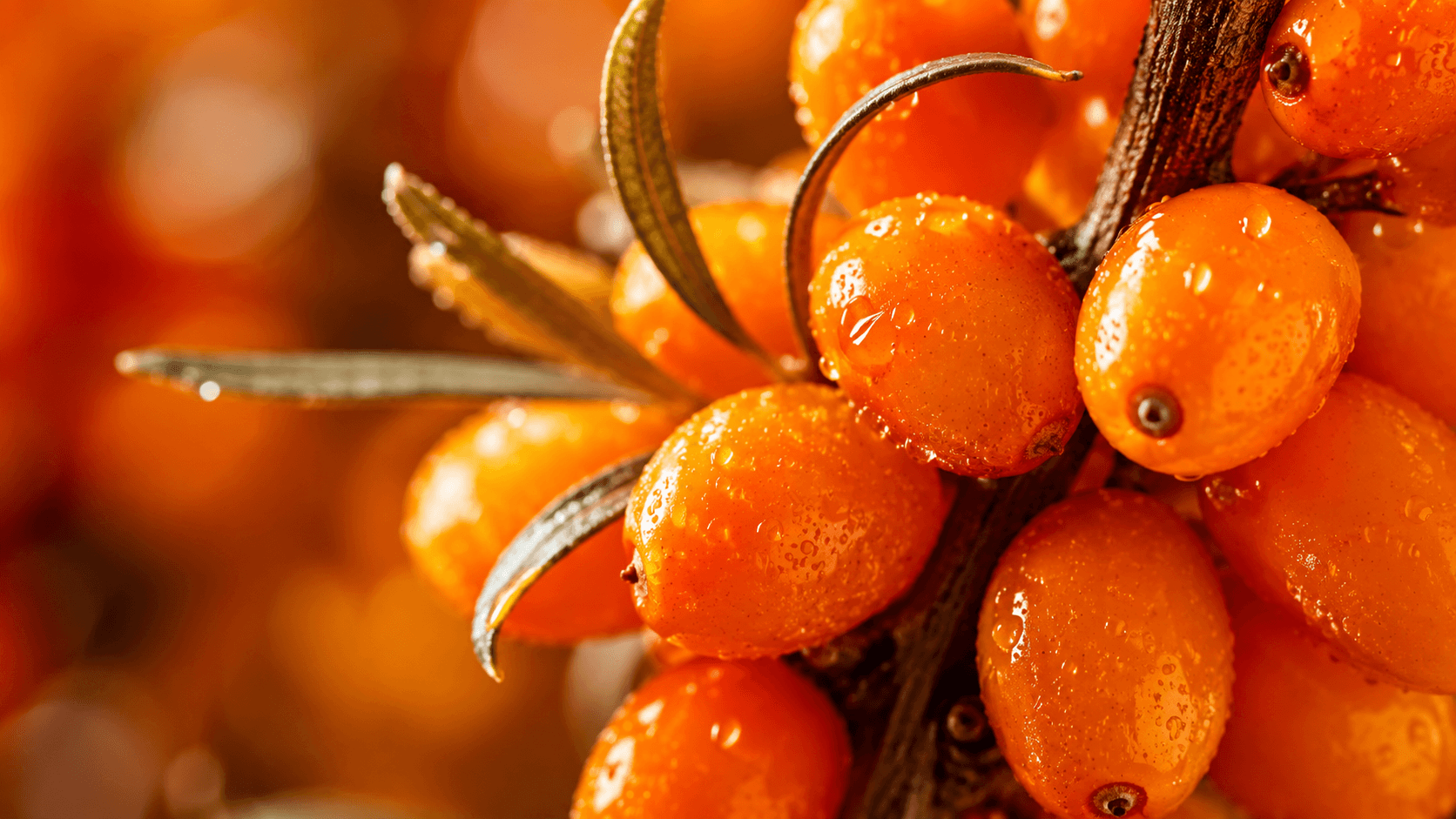 SEA BUCKTHORN